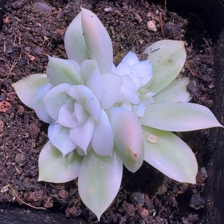 高瓷白麦秆锦底座