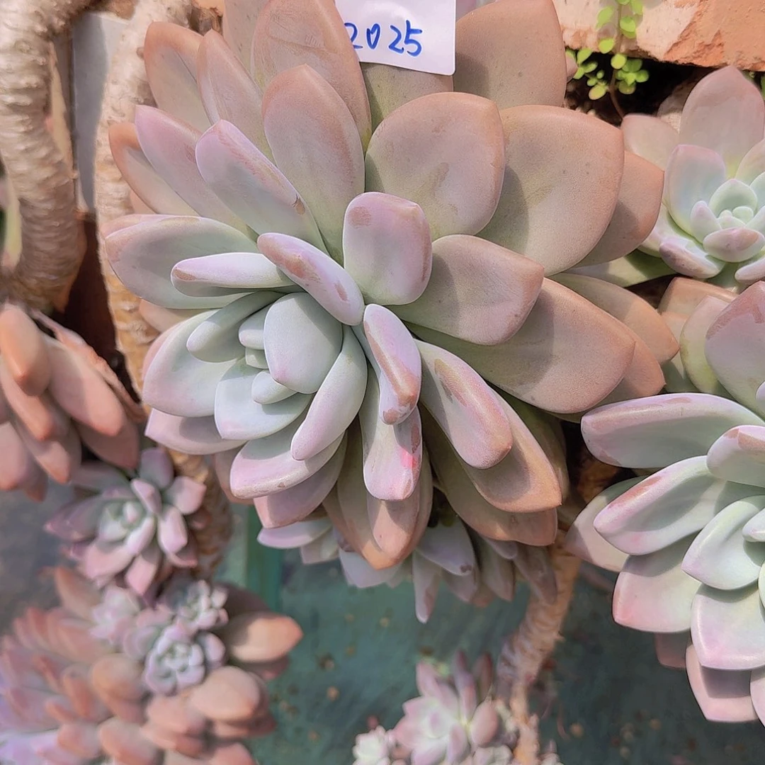 瑜***.2025奥普多肉植物