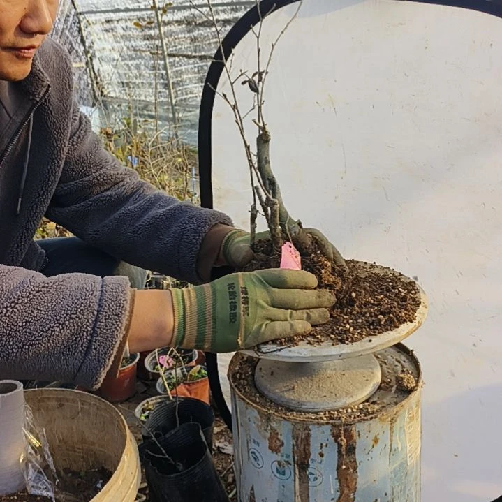 明***来完全开放老鸦柿嫁接苗4