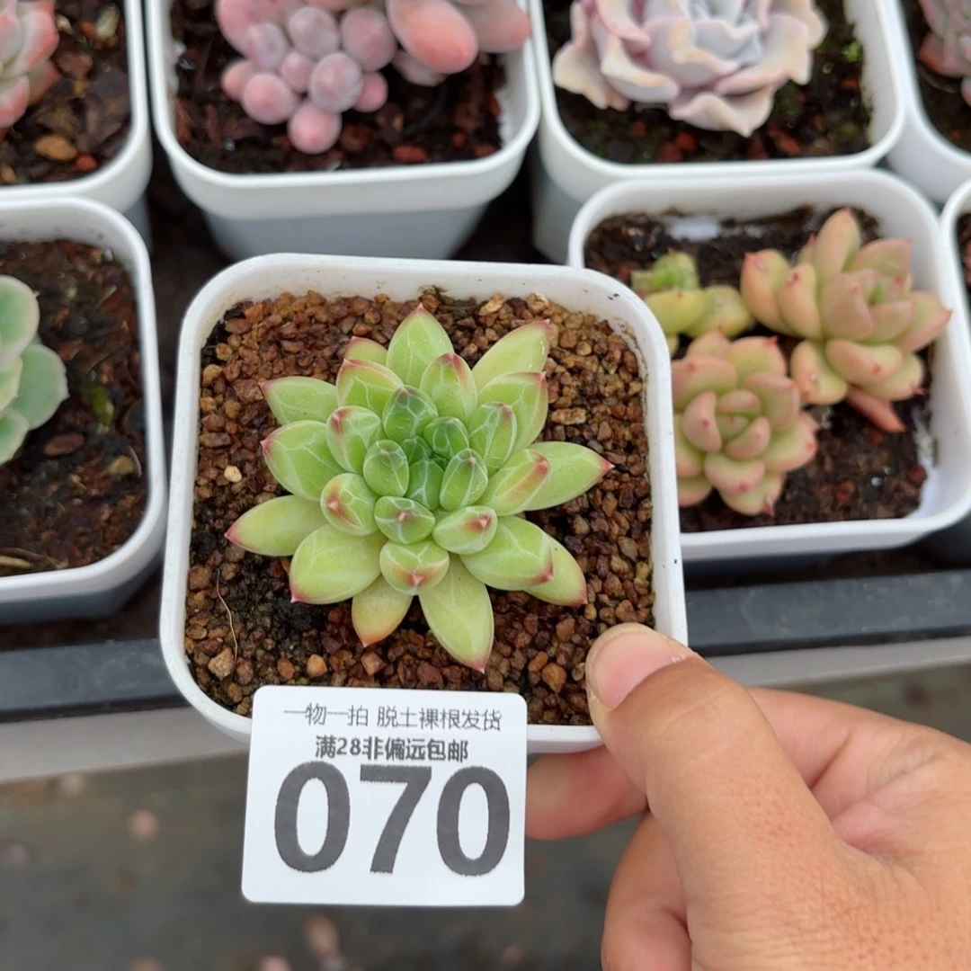 青花瓷单头无盆土发货