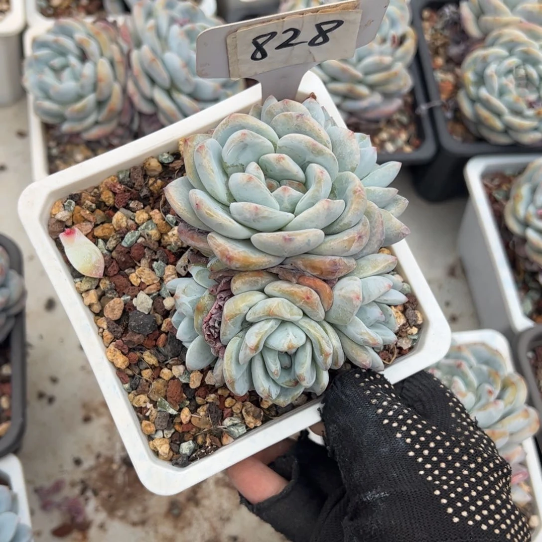 淺*828号多肉植物