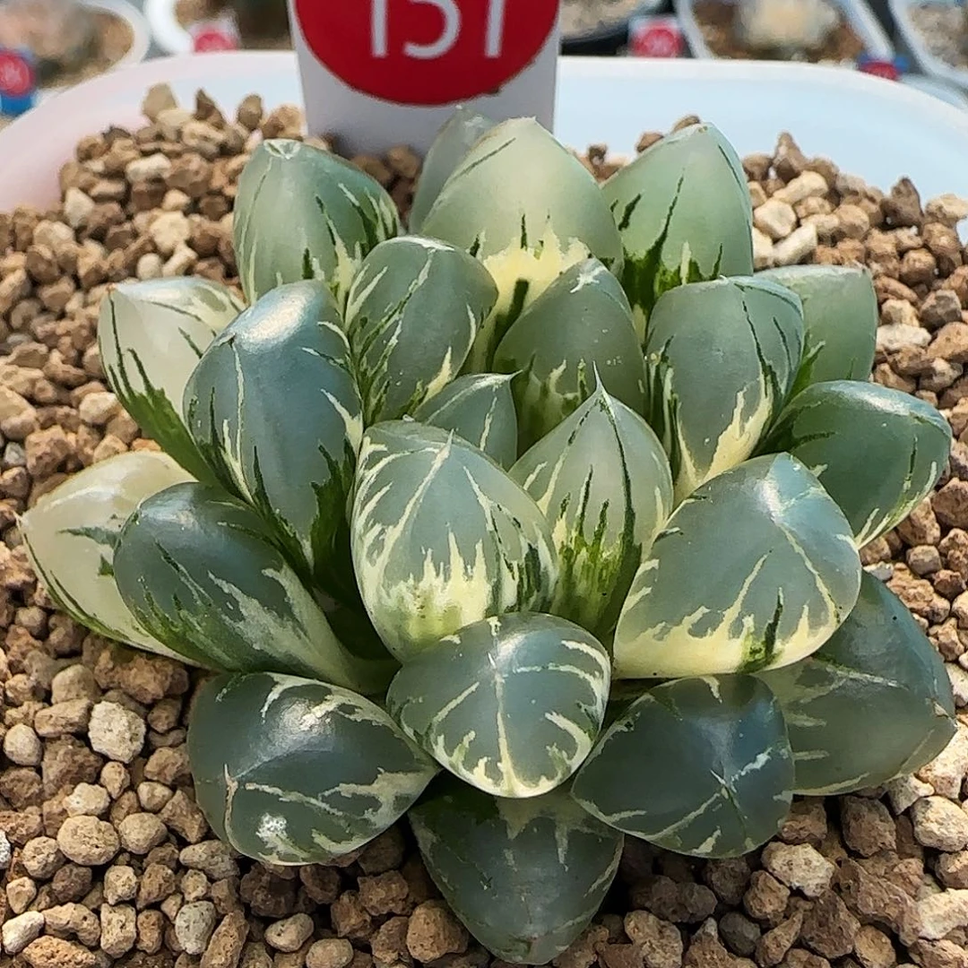 151号北极之光锦5.7左右一物一拍带盆土