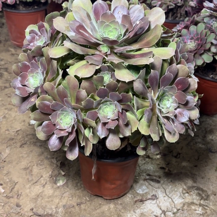 多肉植物法师们女巫中斑9