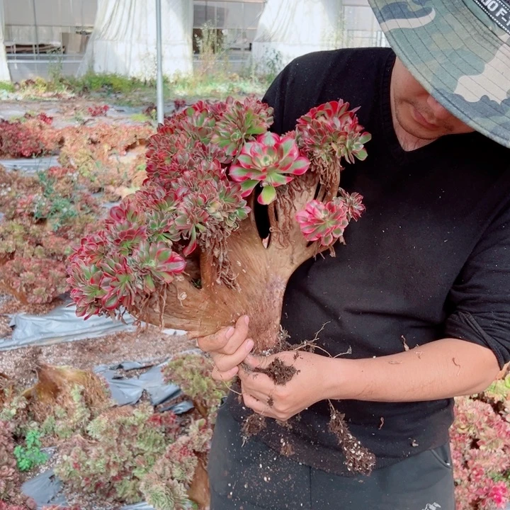 女郎醉话35号多肉法师