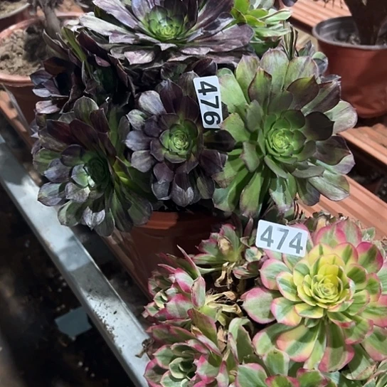 艾***姐多肉植物两个476.474