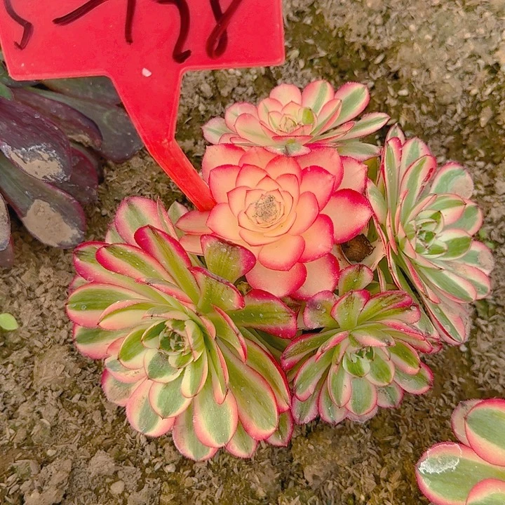 5-128荔枝多肉法师
