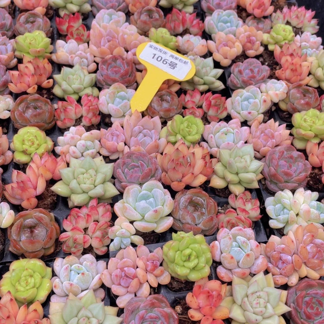 106号 开播福利七彩小可爱组合9个