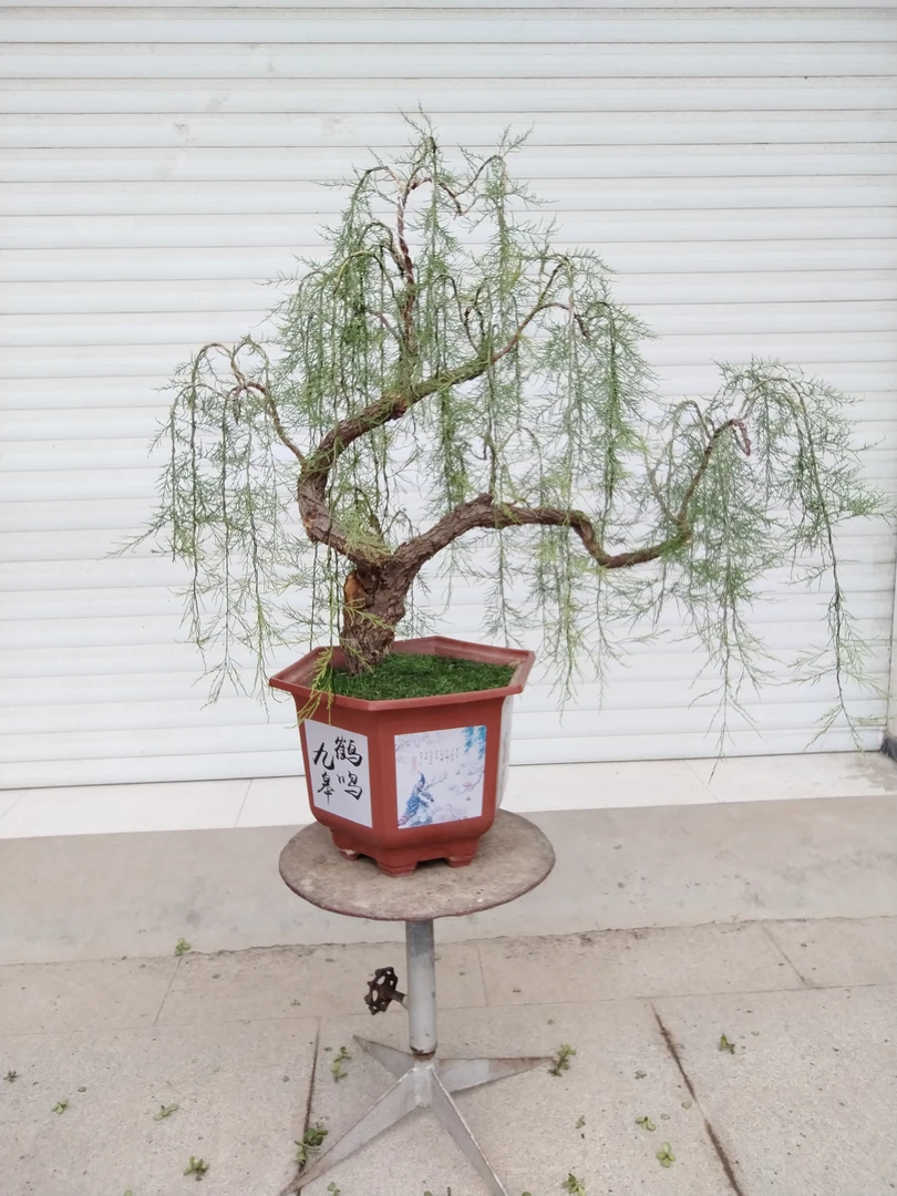 柽柳、白刺、金枝玉叶盆景直播间下单一物一拍，不支持退货退款！盆栽