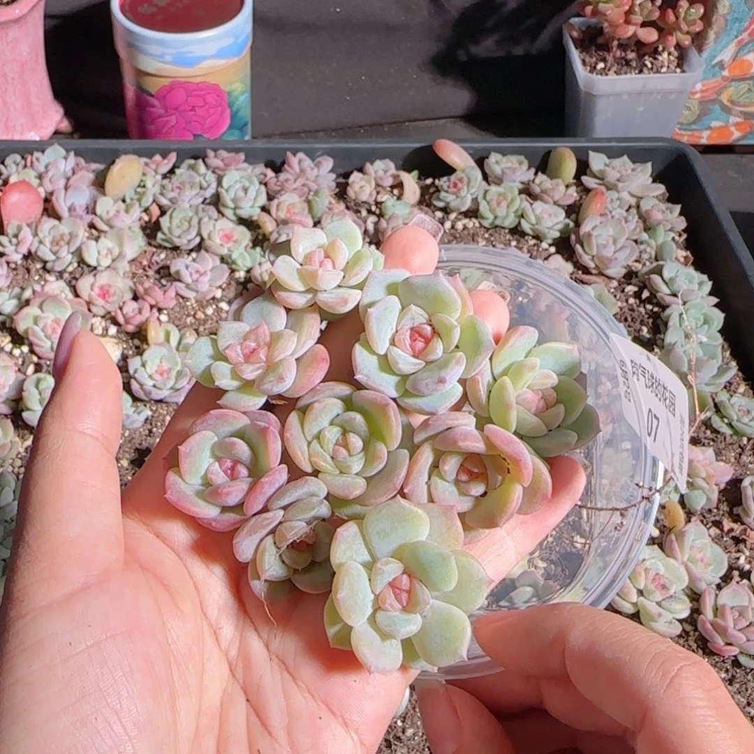 糖心多肉0602.---7