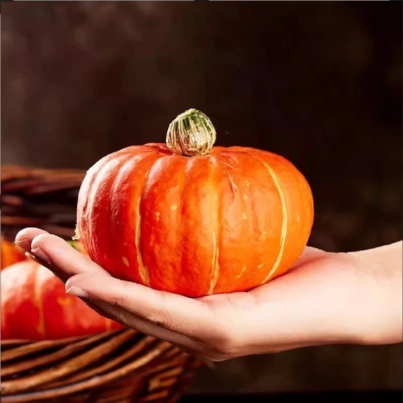 正宗板栗味红贝贝南瓜金粉贝贝粉糯香甜宝宝辅食优质粗粮