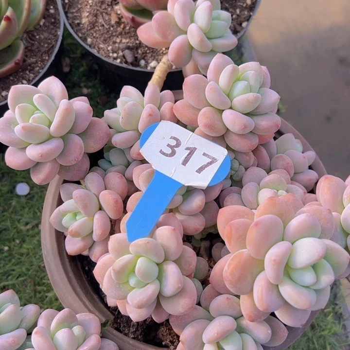 健健康康平平安安