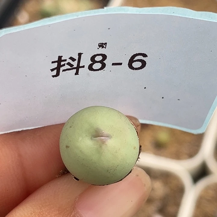8-6鸽子蛋多肉植物