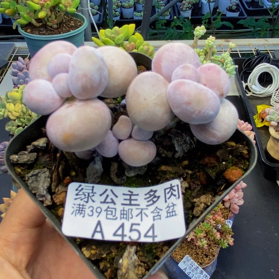 454芭比奶多肉6c m