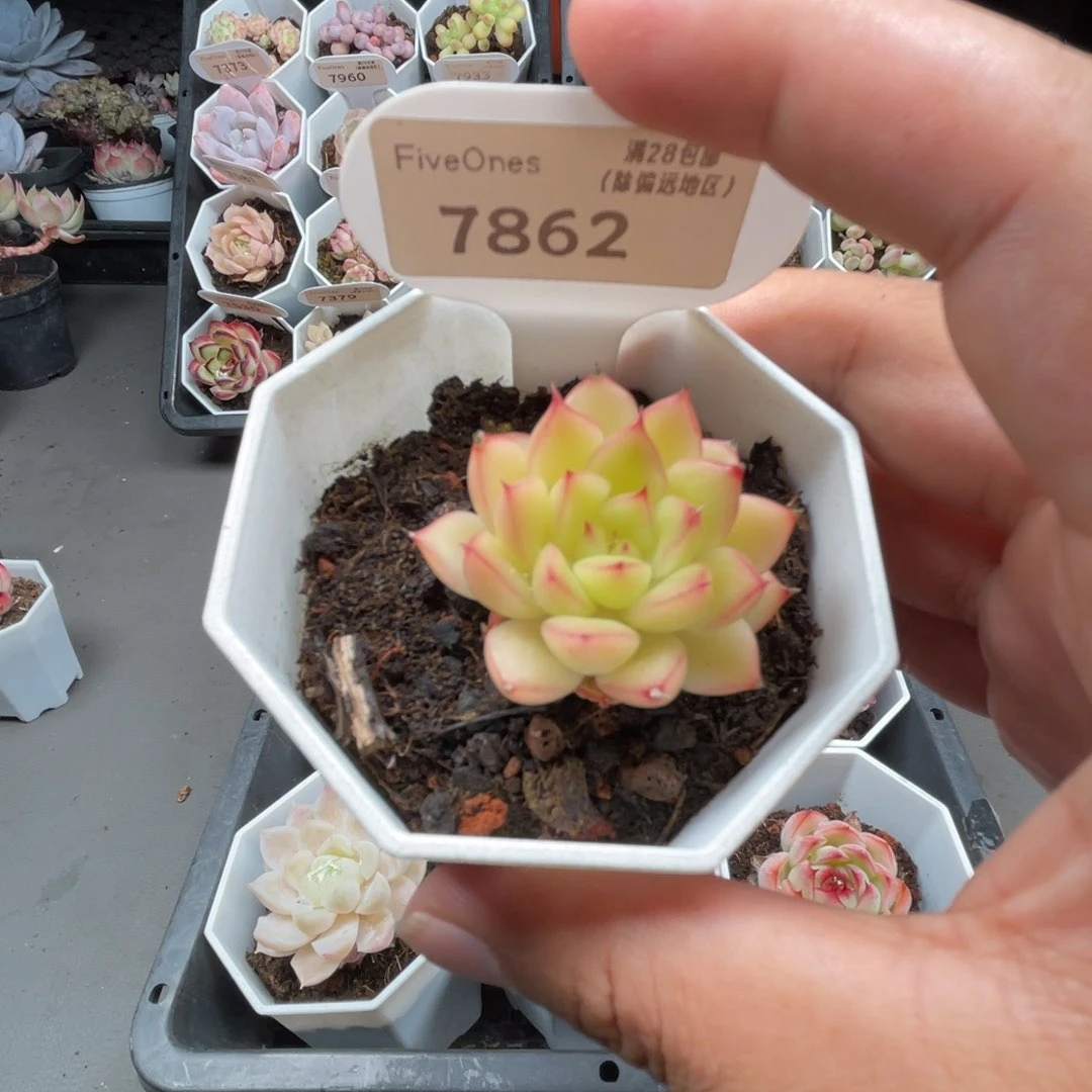 7862闪光4.0厘米