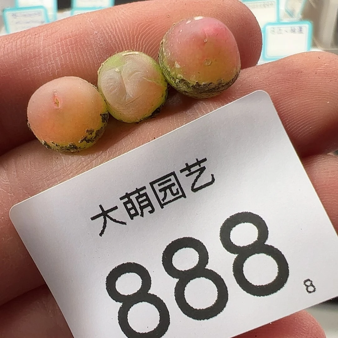 0000888 一物一拍……