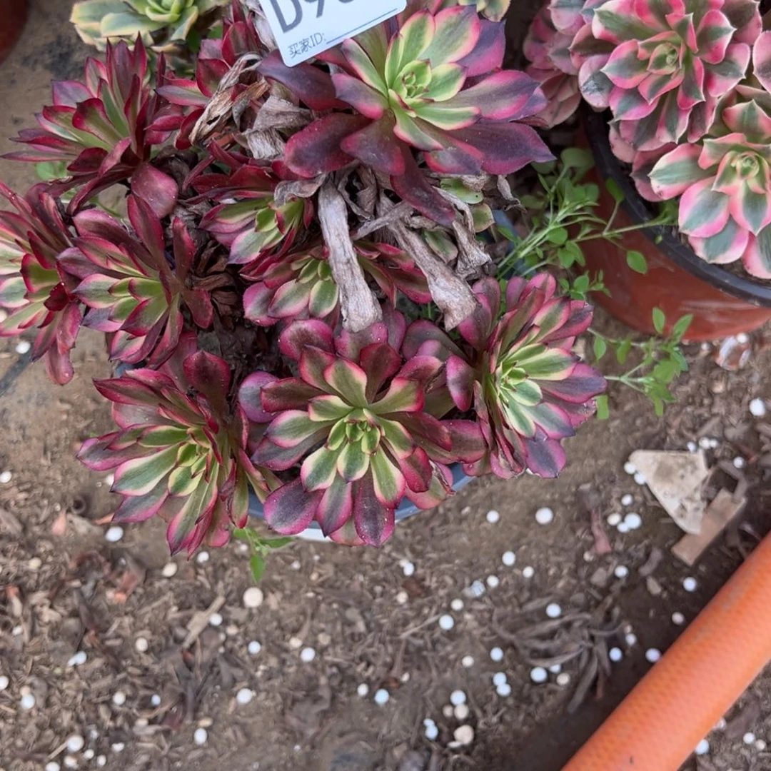 965美姬多肉植物法师