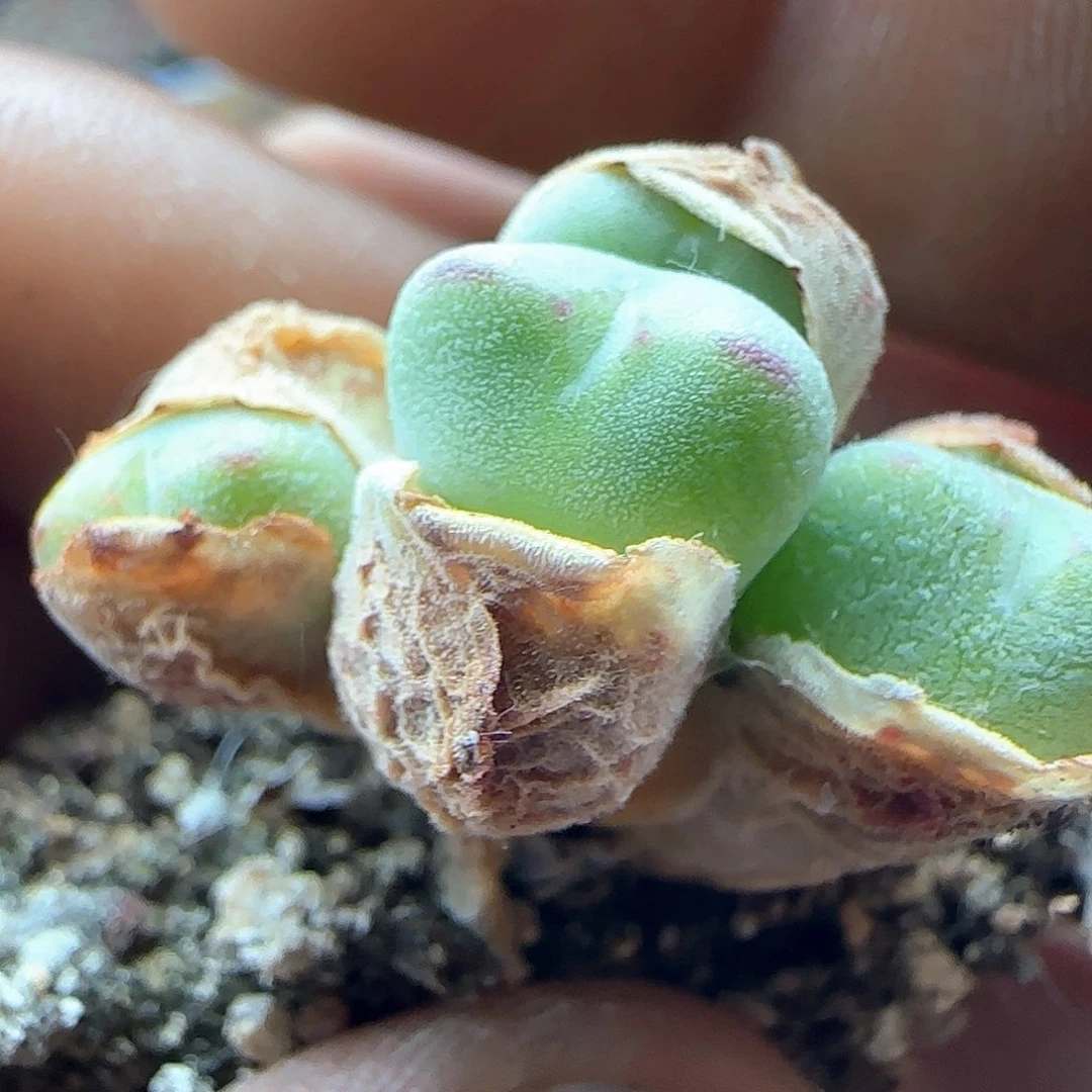 毛爱心少将。 39046