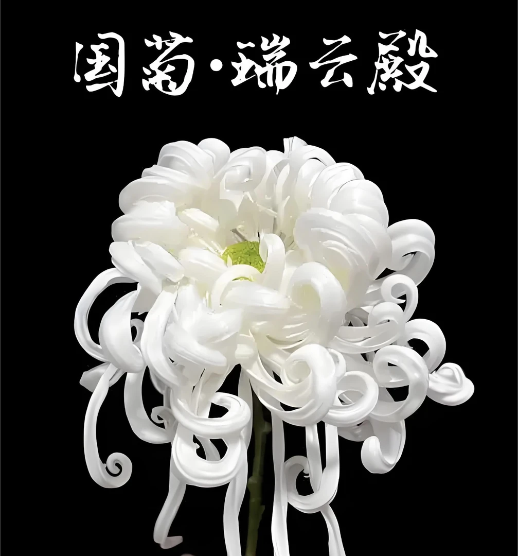 【瑞云殿】稀有特大花型精品九月大菊盆栽地栽
