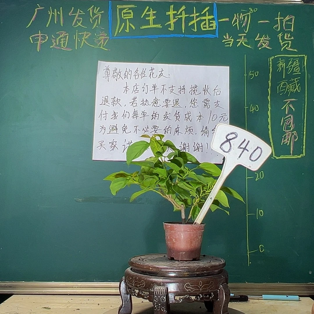 当前无花栽培后可以开花暗斑夕阳红掌中宝840