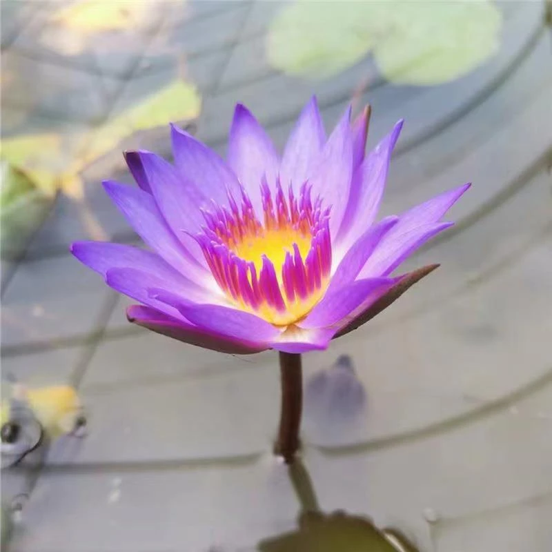 泰国紫【香水莲四季开花】 带花苞发货 庭院阳台 水缸水桶均可种植