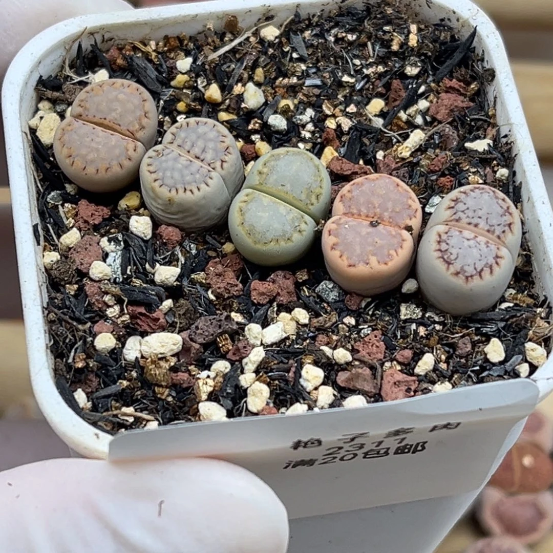 2311号一盒彩色饼干