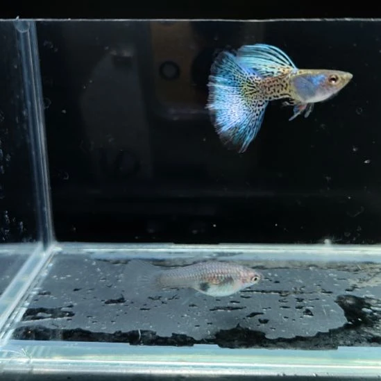 孔雀鱼微瑕金属蓝蕾丝一对