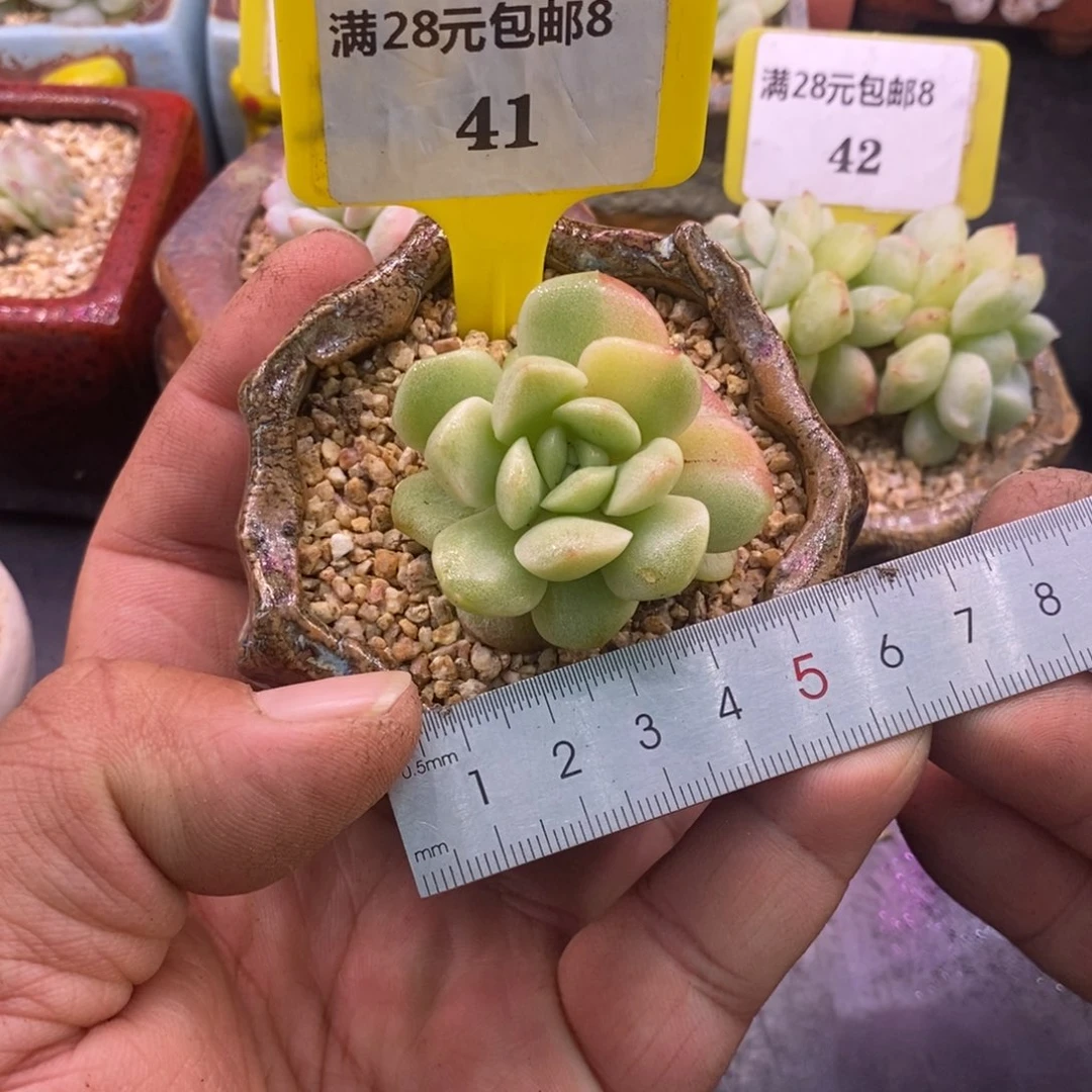 841冰玉锦拉丝石化