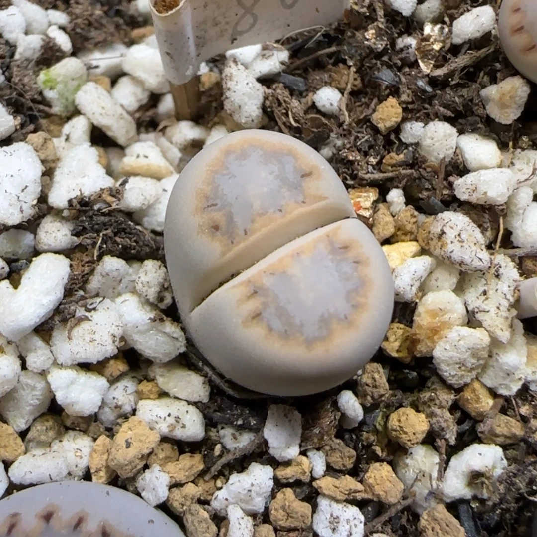 11.28.c216饼干.9027尺寸1.4cm