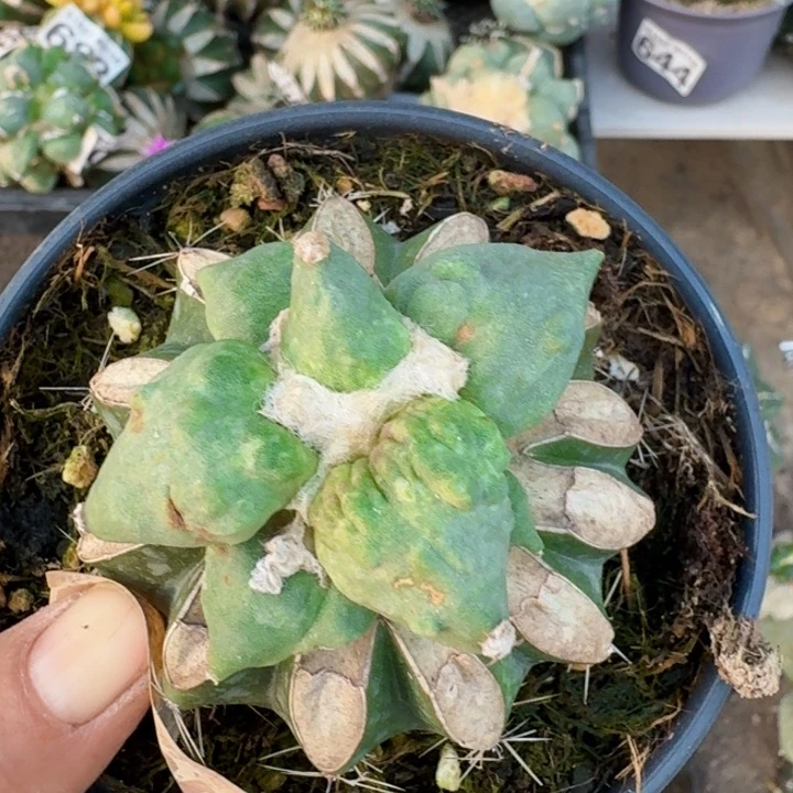 4765村主怒涛牡丹仙人球