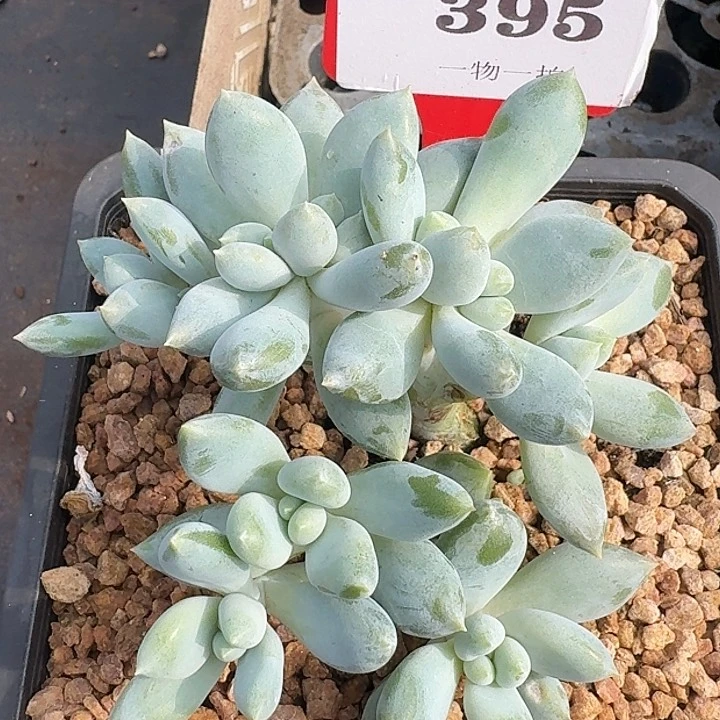 超胖体哥特瑕疵395多肉植物