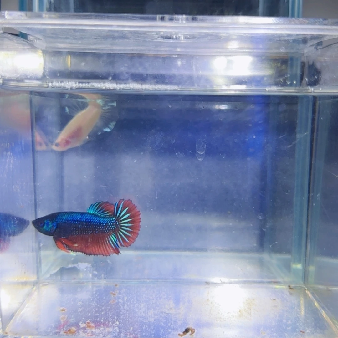 斗鱼活体观赏鱼好养耐活