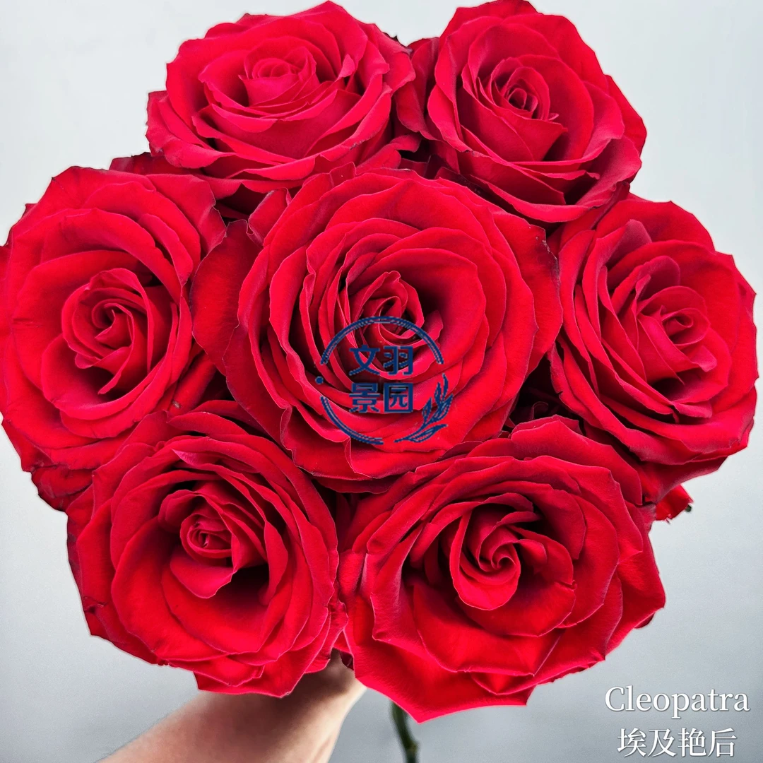 文羽景园【埃及艳后】切花月季多季节重复开花