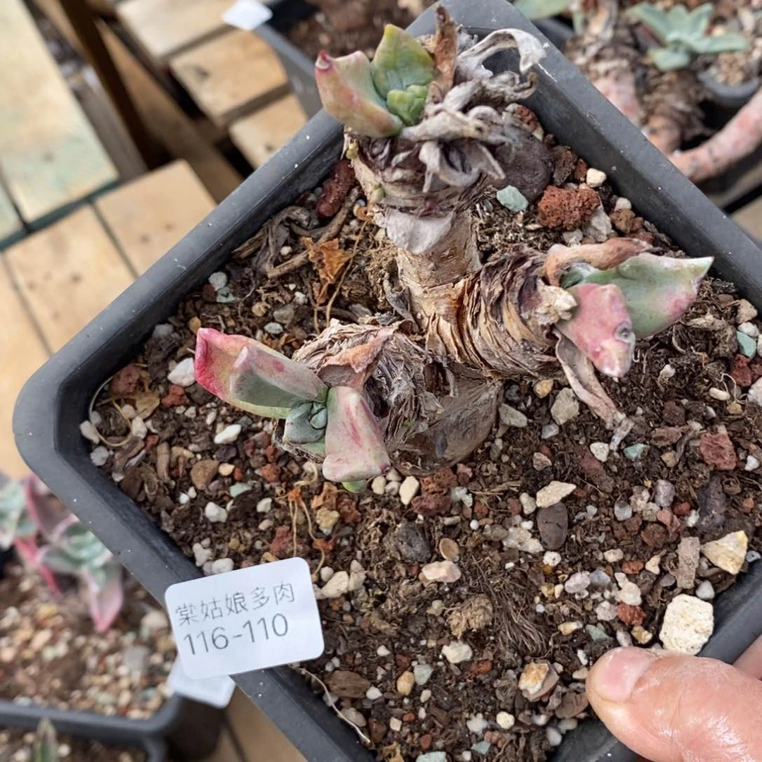 110号苹果叶小可爱
