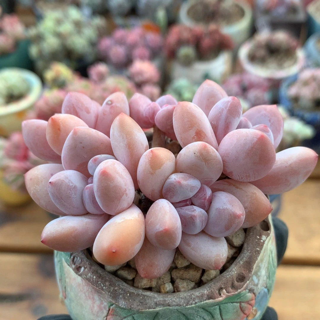 香水一物一拍 050