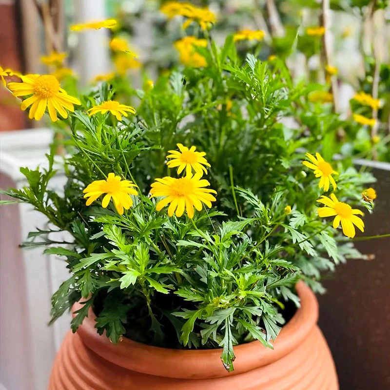 菊花黄金菊木春菊鲜花庭院耐寒园林花卉室内阳台盆栽植四季开花