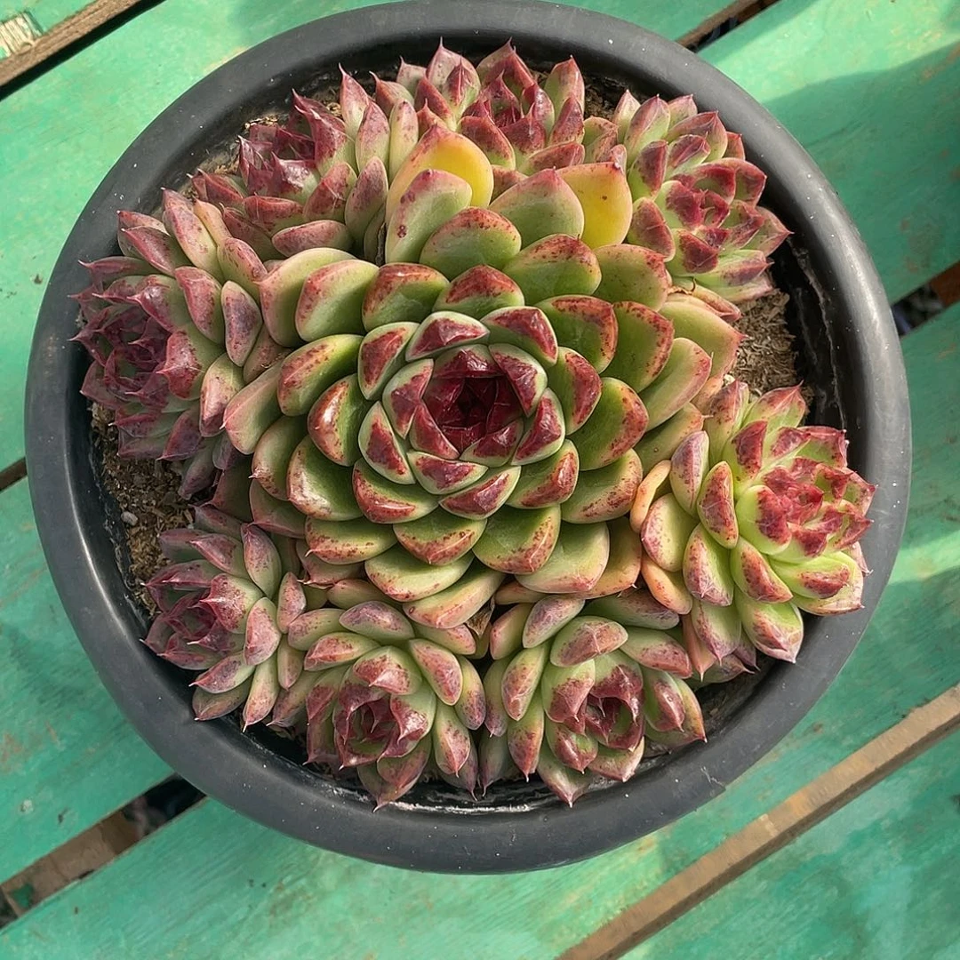 水晶玫瑰捧花一颗一物一拍