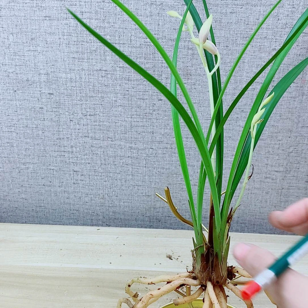 当前无花栽培后可以开花雪