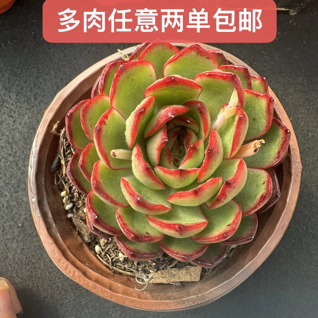 安娜玫瑰多肉 带盆带土冬云品不怕冻不怕热 易上色(任意两单包邮）