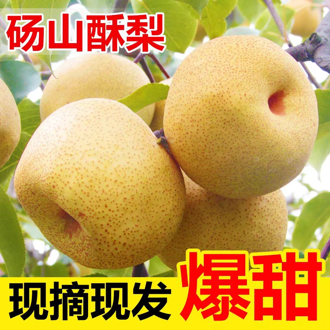 《雅雅助农》正宗古树砀山酥梨皮薄酥脆多汁新鲜现摘现发特产水果
