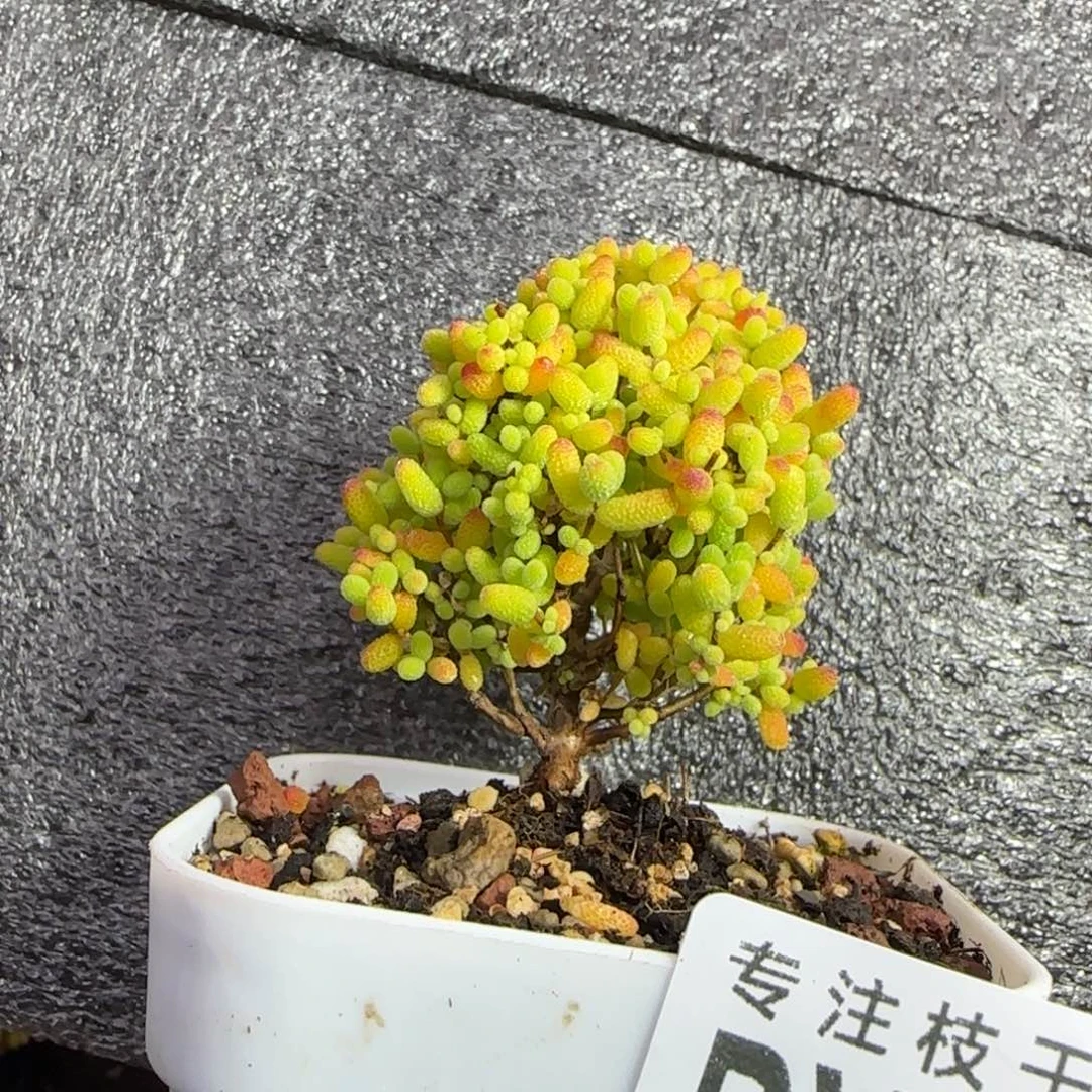 dy0417精控蜜橘小树型福利