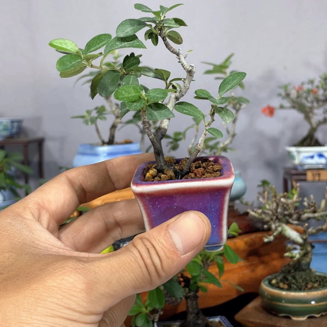 无花朵火棘豆盆小盆景