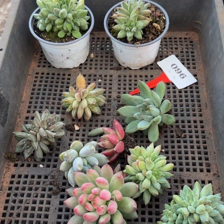 096多肉植物一物一拍