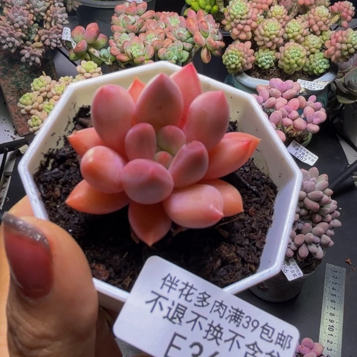车厘子361/4cm多肉