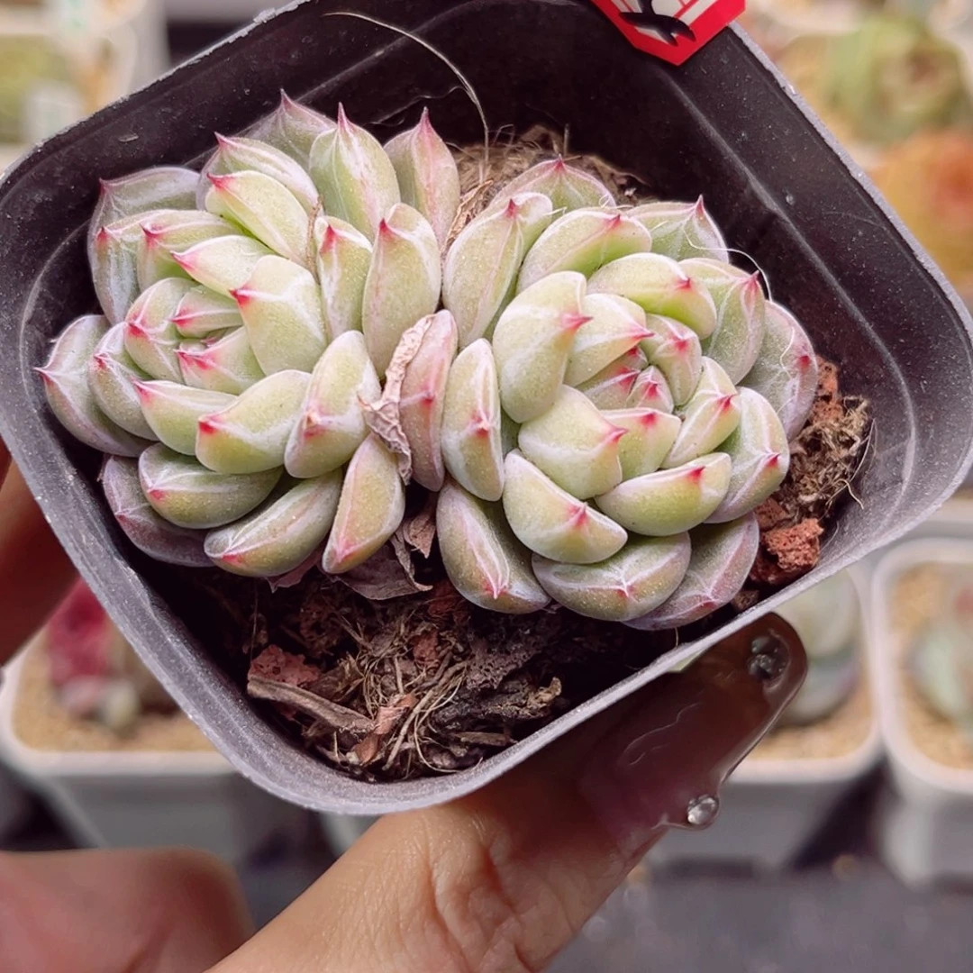 吃****猫F374雪花珍妮双头