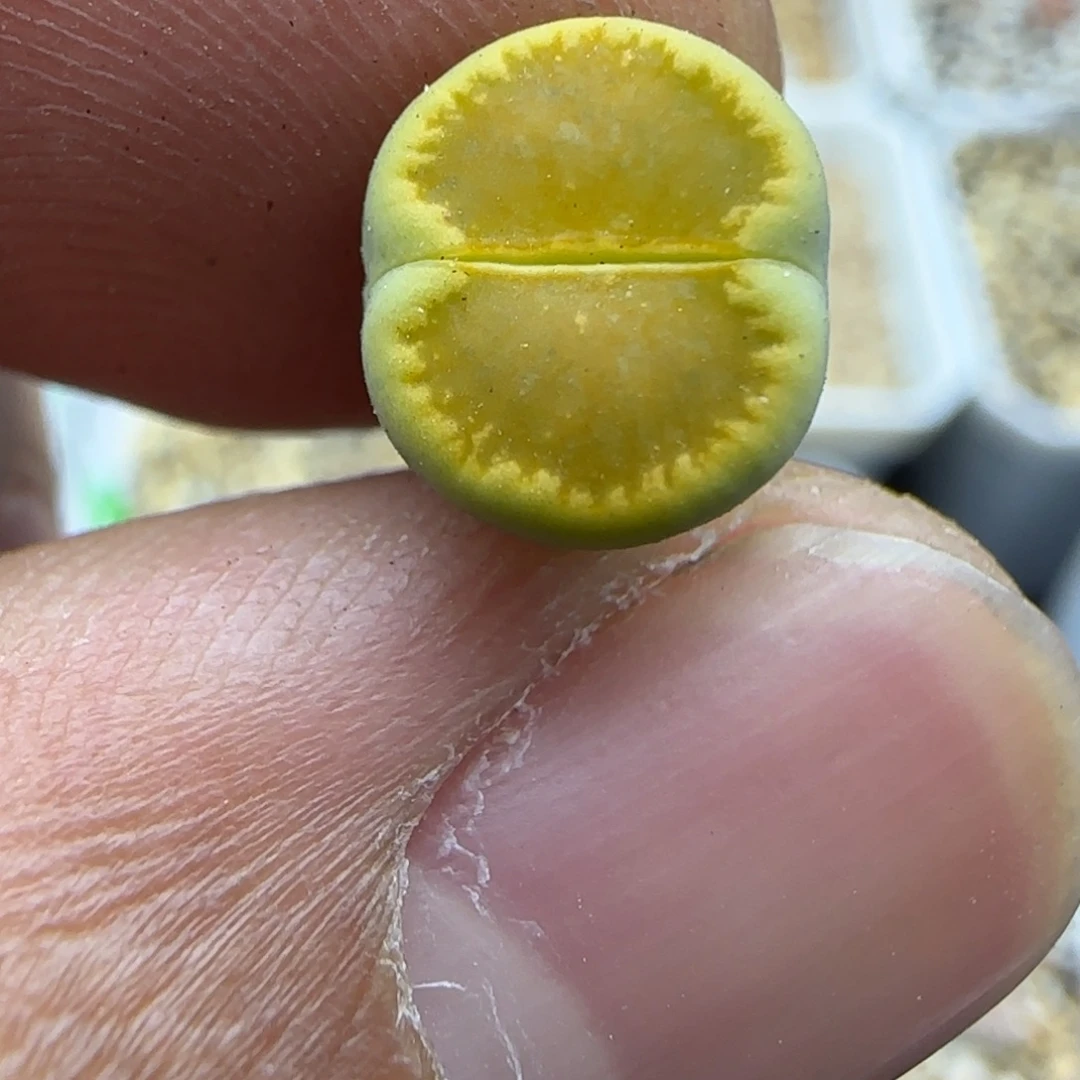 878 生石花大棚直播