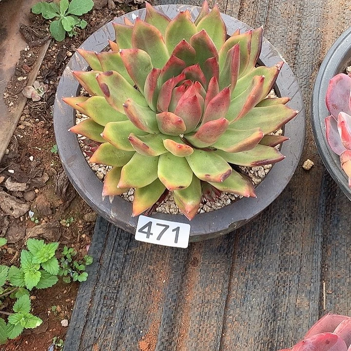 471弗兰克 一物一拍多肉