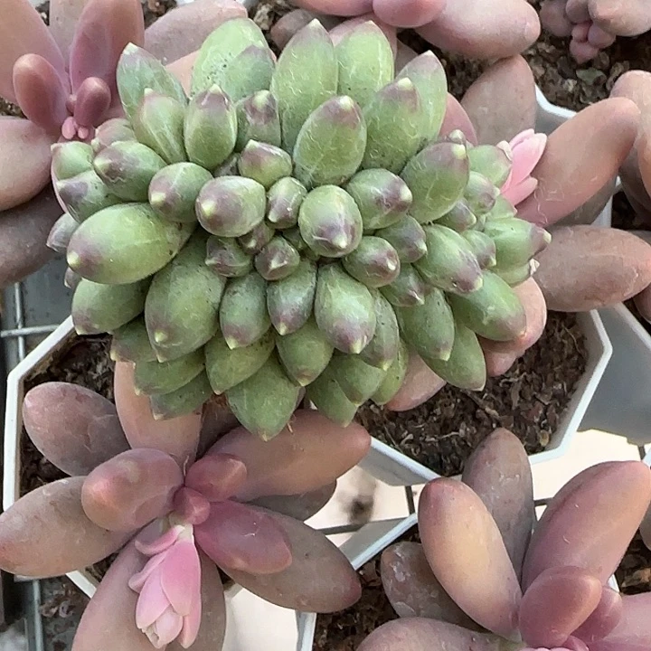 青蛙王子儿童牙膏111