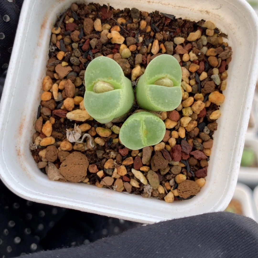 895胖虎风铃母本