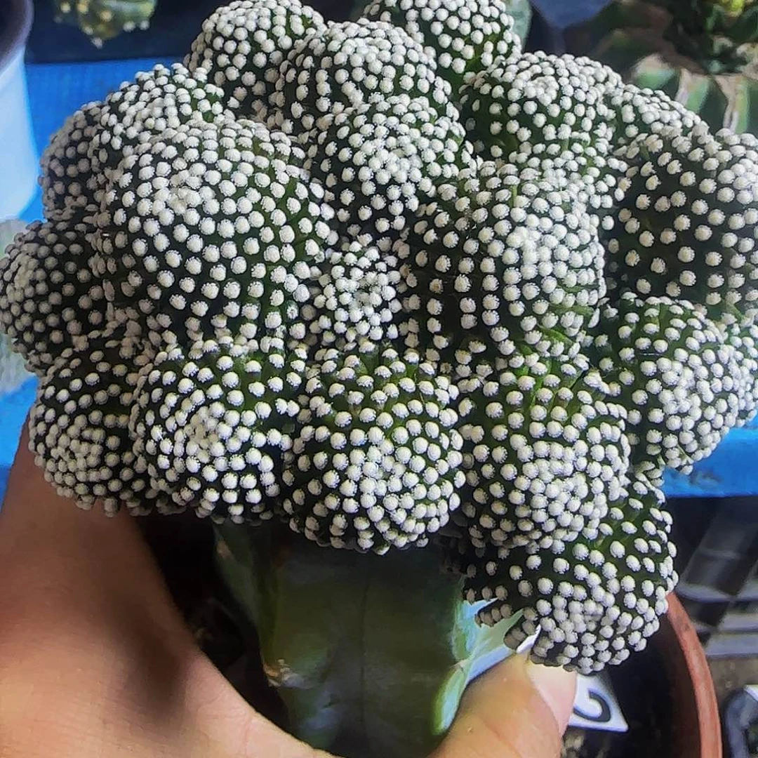 松针牡丹群头上182。