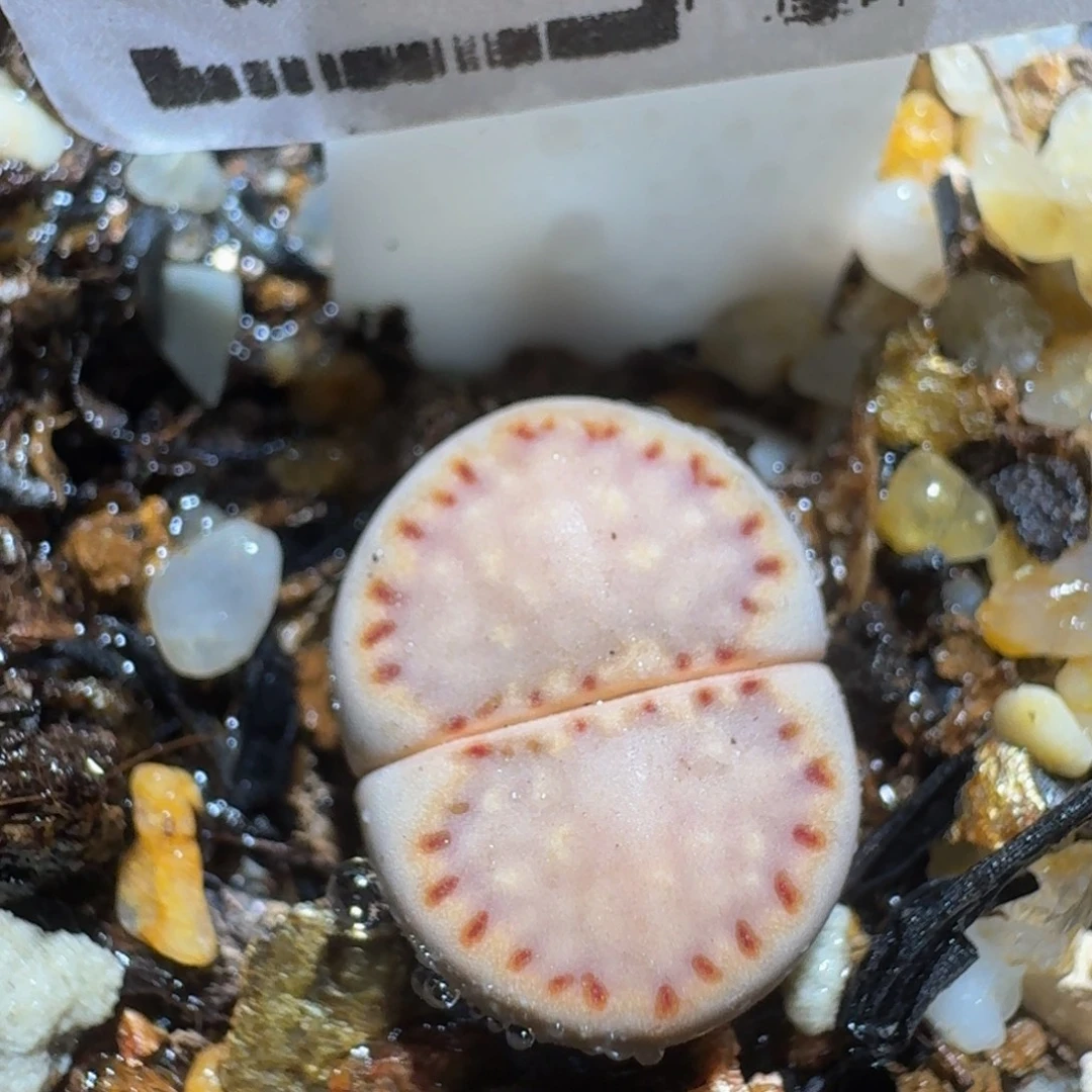 zzzz生石花肉锥1241卡1